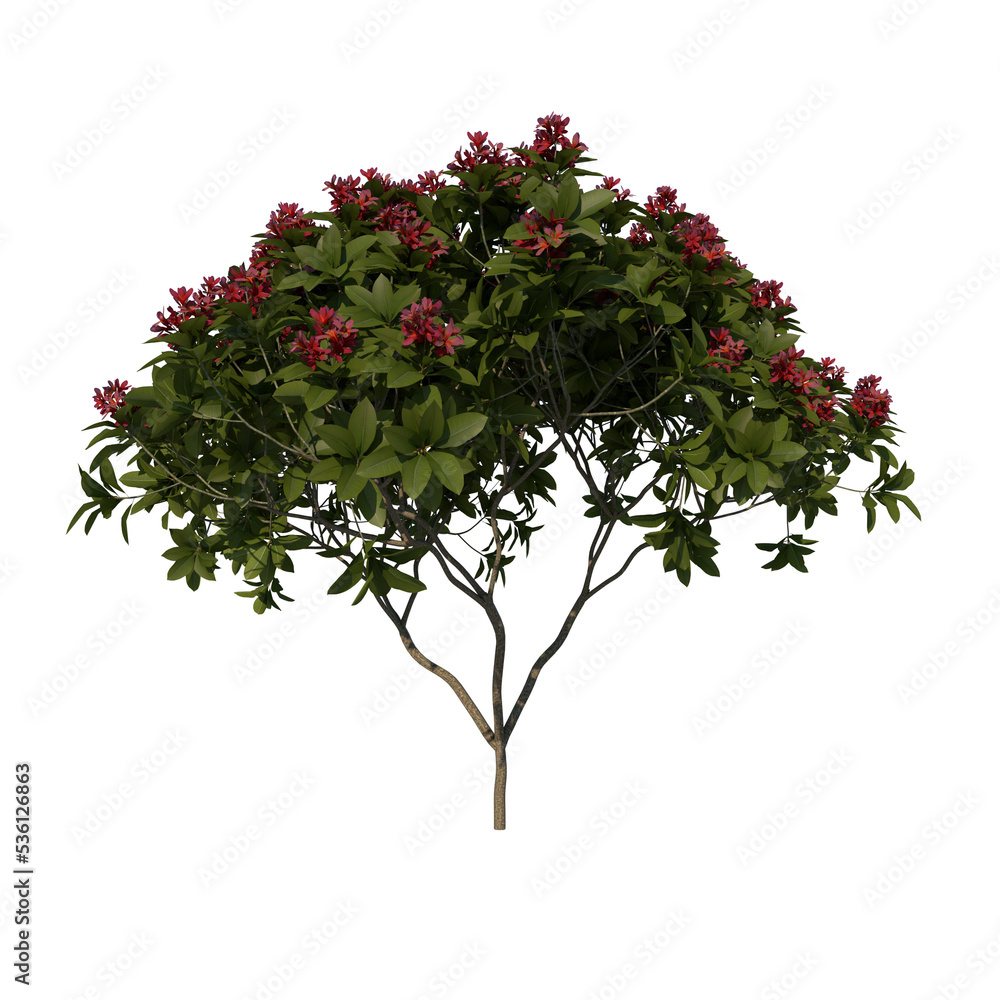 Front view tree ( Young Franchipan Plumeria Rubra tree 3 ) png