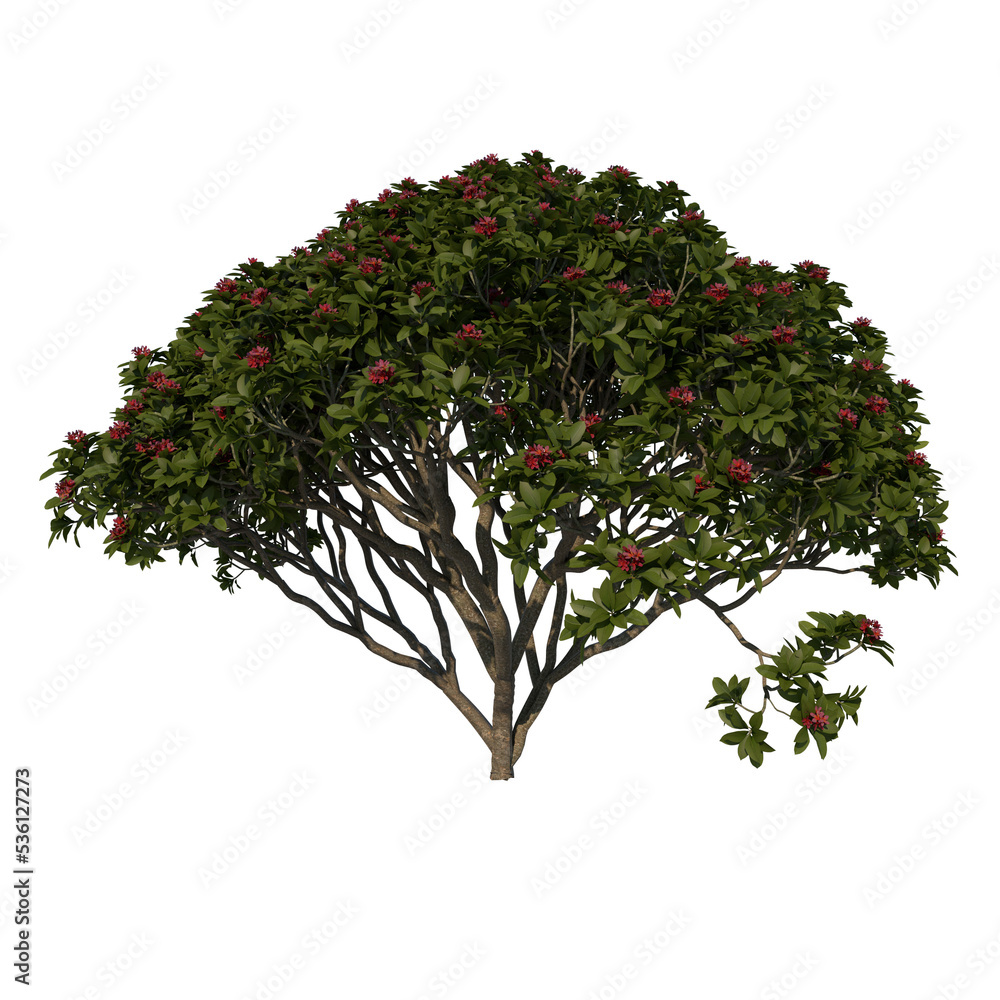 Front view tree ( Franchipan Plumeria Rubra tree 2 ) png Front view tree ( Franchipan Plumeria Rubra tree 2 ) png