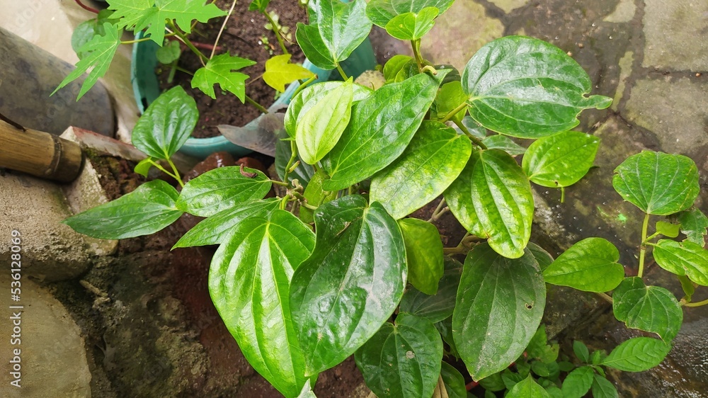 leaves leaves