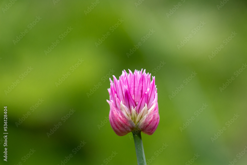 The clover flower bud. Early morning meditation of flower and grass in the sunrise. Beautiful harmony of a flower in the rain. Perfect micro world in warm colors. Bokeh background The clover flower bud. Early morning meditation of flower and grass in the sunrise. Beautiful harmony of a flower in the rain. Perfect micro world in warm colors. Bokeh background