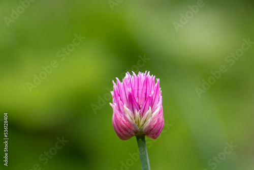 The clover flower bud. Early morning meditation of flower and grass in the sunrise. Beautiful  harmony of a flower in the rain. Perfect  micro world in warm colors. Bokeh background