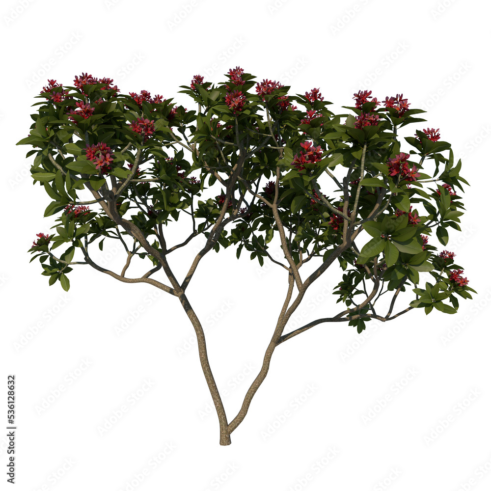 Front view tree ( Adolescent Franchipan Plumeria Rubra tree 1 ) png Front view tree ( Adolescent Franchipan Plumeria Rubra tree 1 ) png