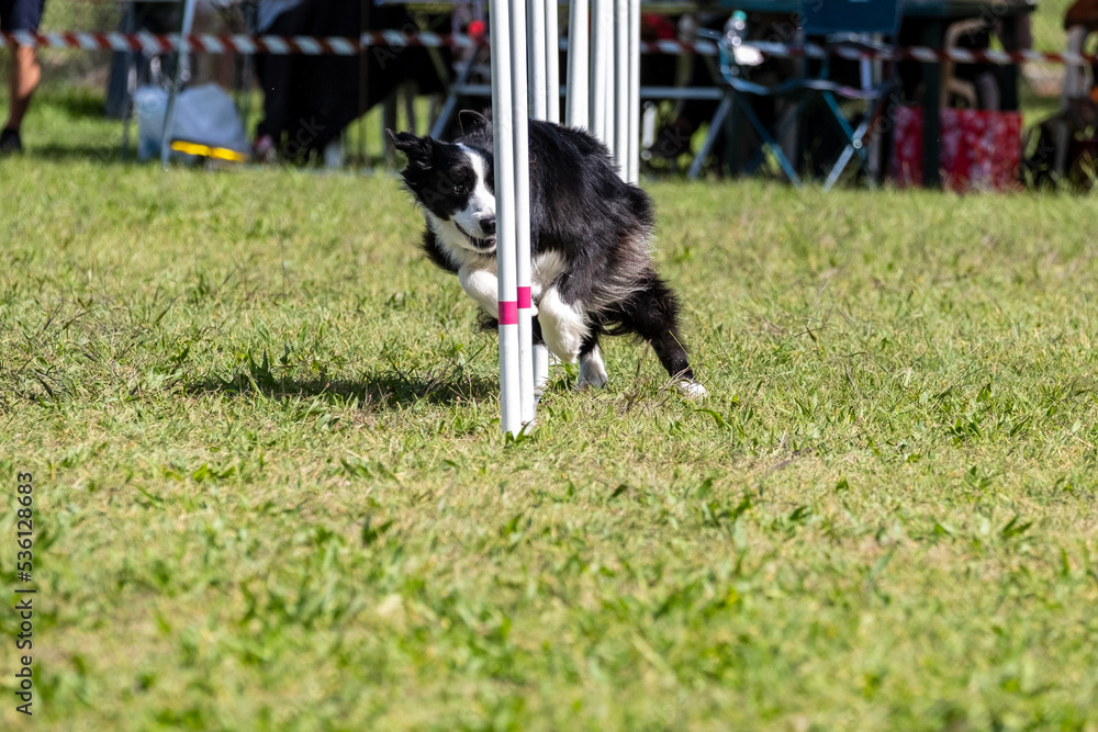 The Border collie dog breed faces the hurdle of slalom in dog agility competition.
The Border collie dog breed faces the hurdle of slalom in dog agility competition.