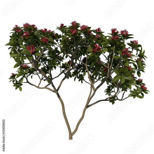 Front view tree ( Adolescent Franchipan Plumeria Rubra tree 1 ) png
