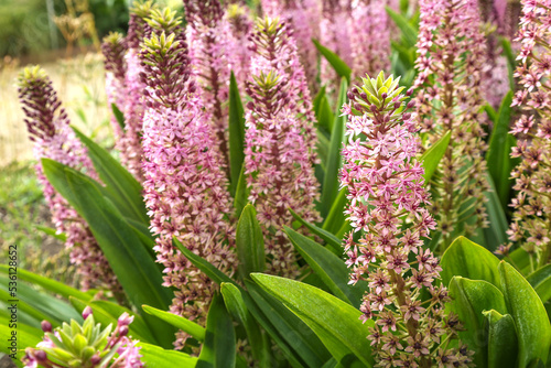 Beautiful flowering bushes of Eukomis against the background of greenery in the garden. Flowering eucomis with name Pink Gin.