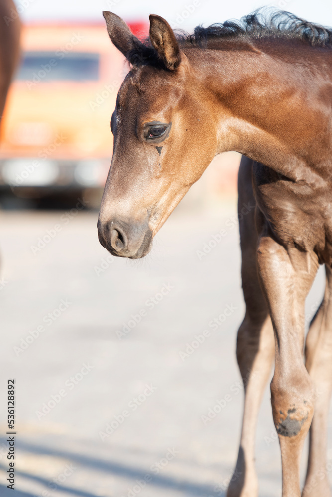 Fototapeta premium portrait of black beautiful little foal posing at sunny evenng. close up.
