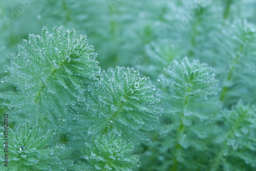 close up of grass
