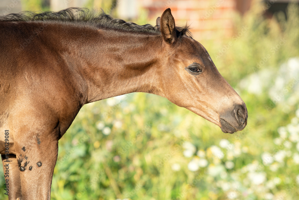 portrait of black beautiful little foal posing at sunny evening. close up. portrait of black beautiful little foal posing at sunny evening. close up.