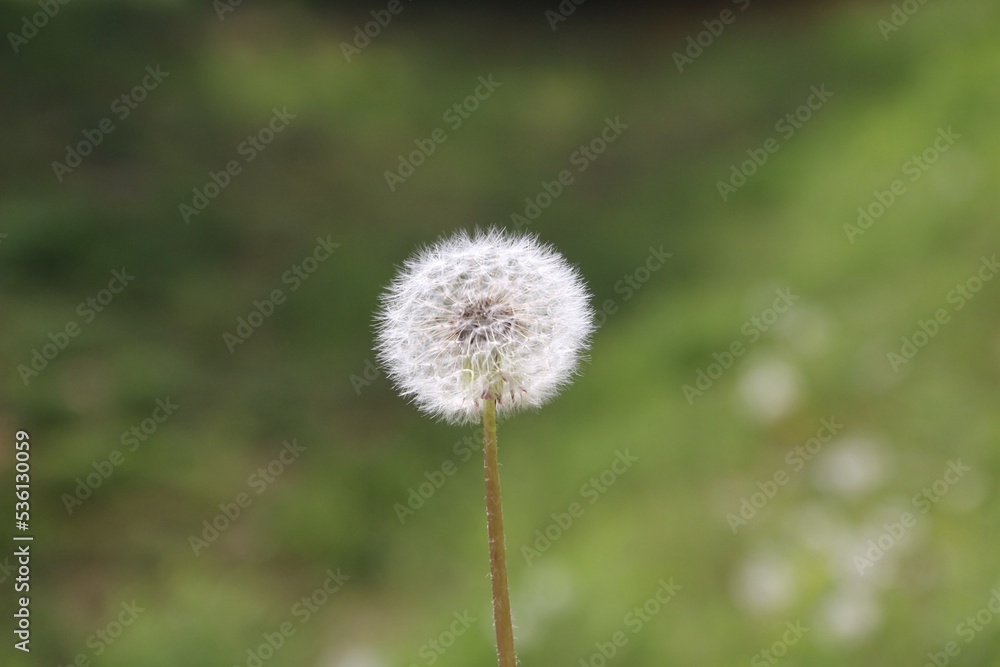 El majestuoso diente de león en todo su esplendor El majestuoso diente de león en todo su esplendor