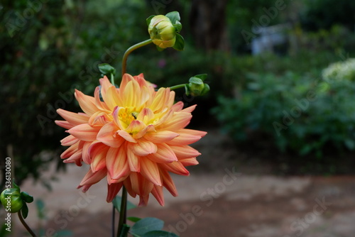red and yellow dahlia