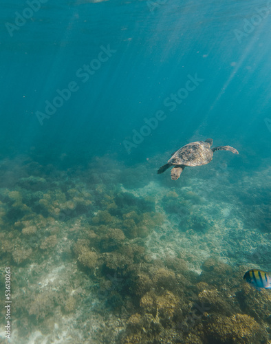 Sea turtle underwater,  Baja California, Mexico