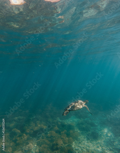 Sea turtle underwater   Baja California  Mexico