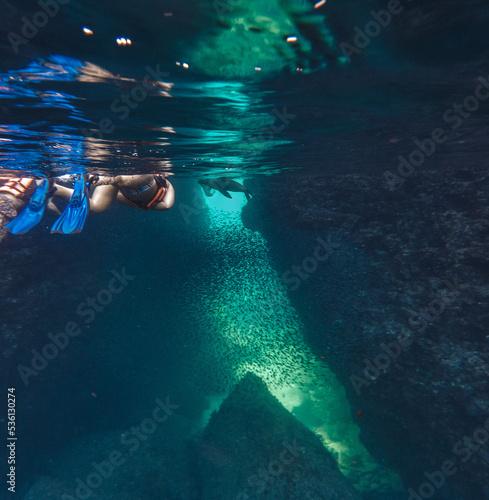 Sea lions underwater,  Baja California, Mexico