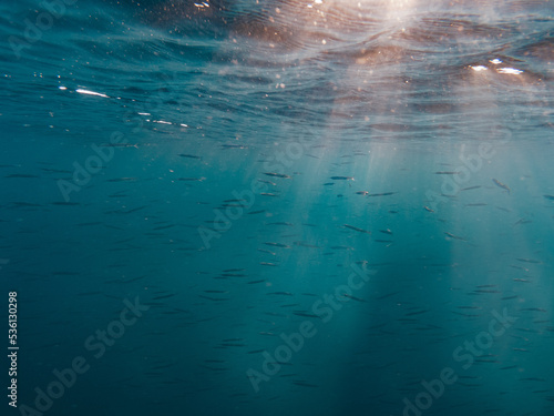 Underwater in Baja California, Mexico