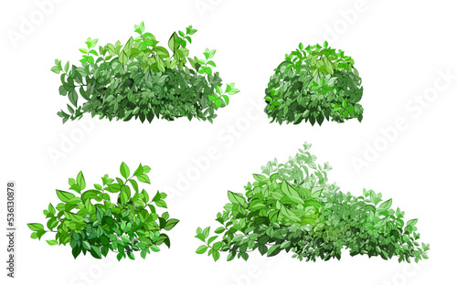 Ornamental green plant in the form of a hedge.Realistic garden shrub, seasonal bush, boxwood, tree crown bush foliage.For decorate of a park, a garden or a green fence.