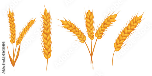 Wheat ears with grains on white backgroung. Vector isolated illustration, flat style. Elements for bakery or flour production design.