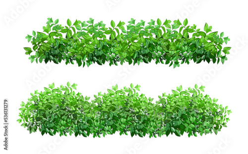 Ornamental green plant in the form of a hedge.Realistic garden shrub, seasonal bush, boxwood, tree crown bush foliage.For decorate of a park, a garden or a green fence.