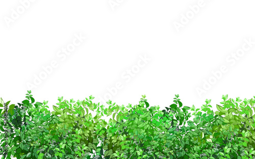 Ornamental green plant in the form of a hedge.Realistic garden shrub, seasonal bush, boxwood, tree crown bush foliage.For decorate of a park, a garden or a green fence.