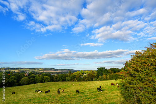 View over countryside near Westerham in Kent, UK. Cows are grazing in the foreground. Westerham and the North Downs hills are in the distance.