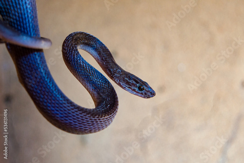 Wild dark skinned African snake photo