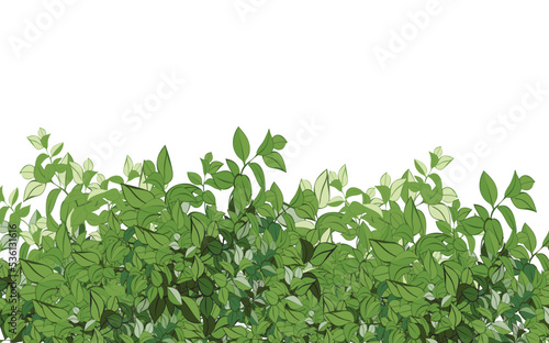 Ornamental green plant in the form of a hedge.Realistic garden shrub, seasonal bush, boxwood, tree crown bush foliage.For decorate of a park, a garden or a green fence. © gala