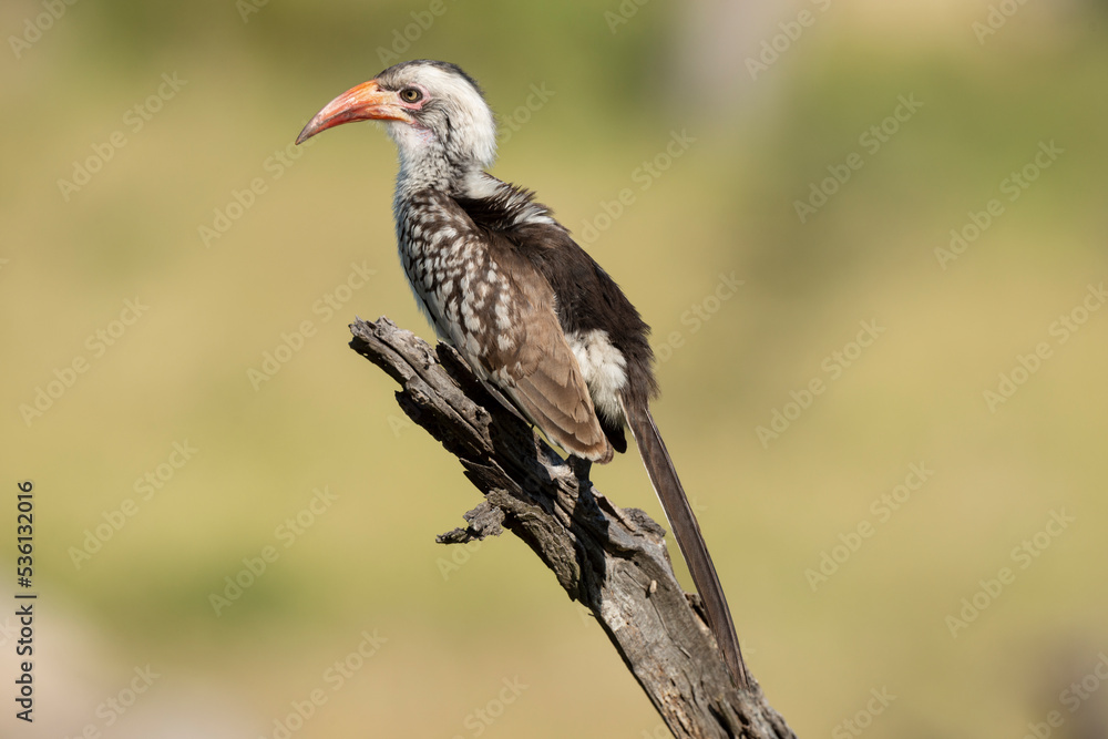 Calao leucomèle,.Tockus leucomelas, Southern Yellow billed Hornbill Calao leucomèle,.Tockus leucomelas, Southern Yellow billed Hornbill