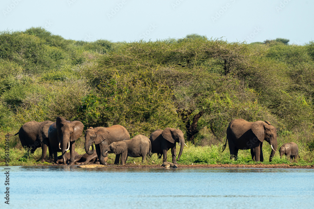 Eléphant d'Afrique, Loxodonta africana, Parc national Kruger, Afrique du Sud Eléphant d'Afrique, Loxodonta africana, Parc national Kruger, Afrique du Sud