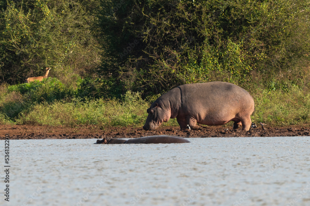 Hippopotame, Hippopotamus amphibius, Afrique du Sud Hippopotame, Hippopotamus amphibius, Afrique du Sud