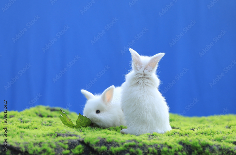 group of white rabbit on the grass group of white rabbit on the grass