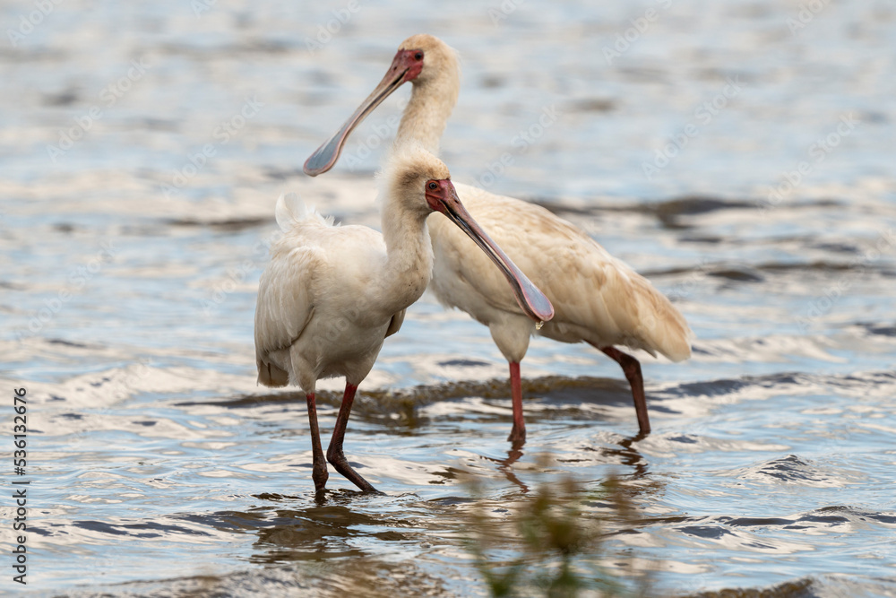 Spatule d'Afrique,.Platalea alba, African Spoonbill Spatule d'Afrique,.Platalea alba, African Spoonbill