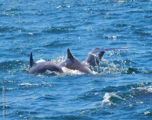 dauphins