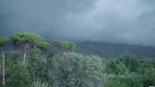 Wallpaper Mural Trees in wind by mountain_2 Torontodigital.ca