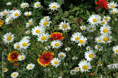 Marguerite, Chrysanthemum maximum, Gaillarde,  Gaillarda x grandiflora photo