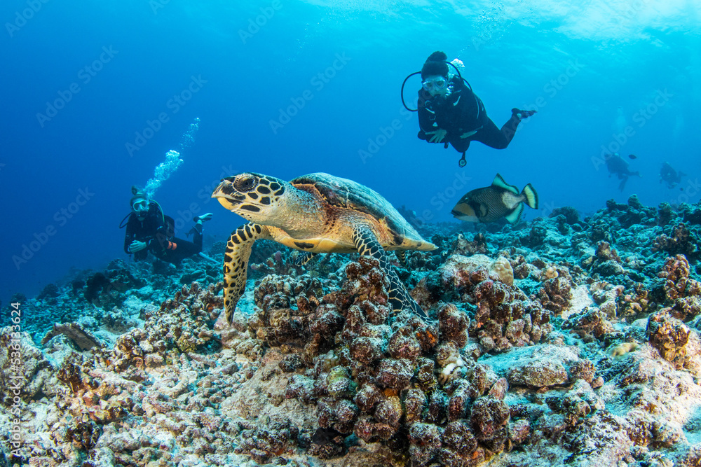 Fotografie Hawksbill sea turtle