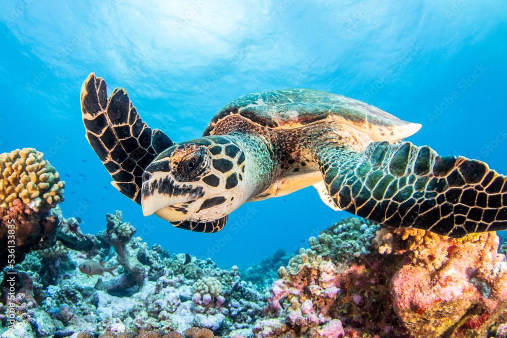 Obraz premium Hawksbill sea turtle
