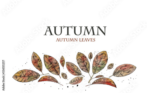 Ilustración de hojas de árbol en otoño para logotipo, mensaje, dedicatoria... Fondo blanco. Acuarela