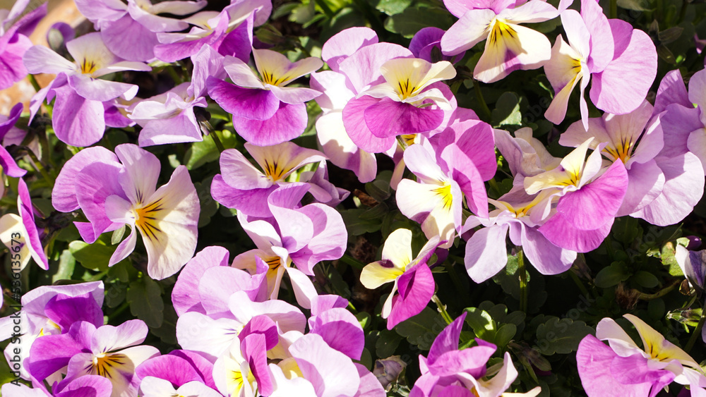 flowers from above