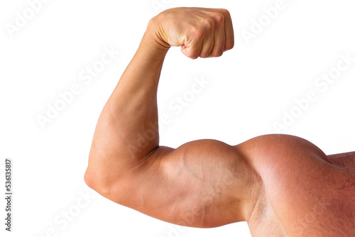 Strong male hand with fist, muscular biceps, forearm and shoulder isolated on white background.