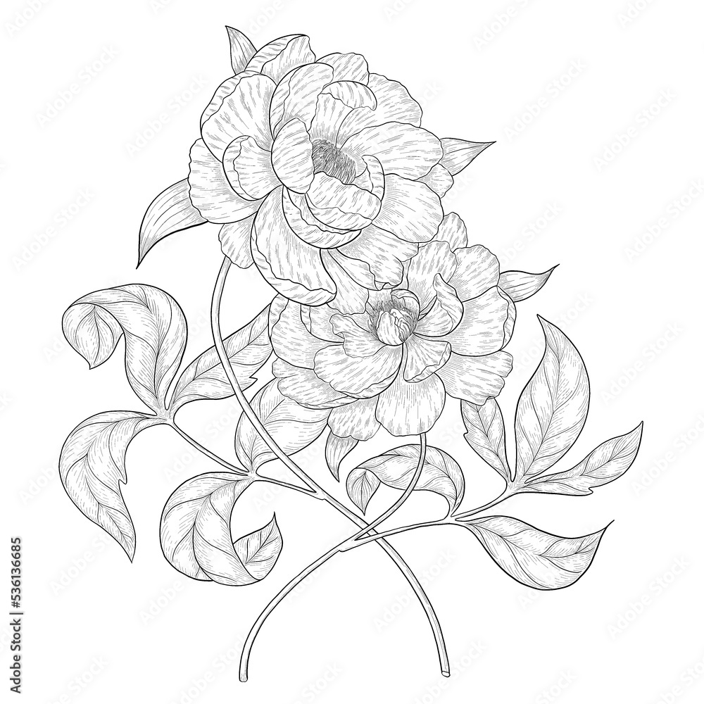 Two peonies outline illustration.