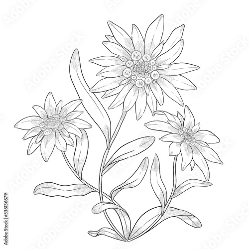 Edelweiss flowers outline illustration.