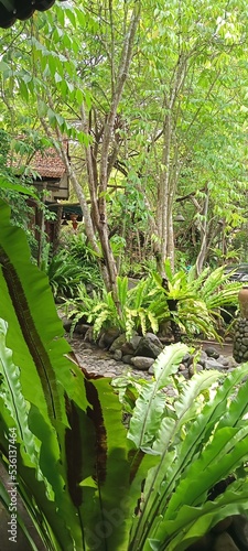 plants and garden in front of the house