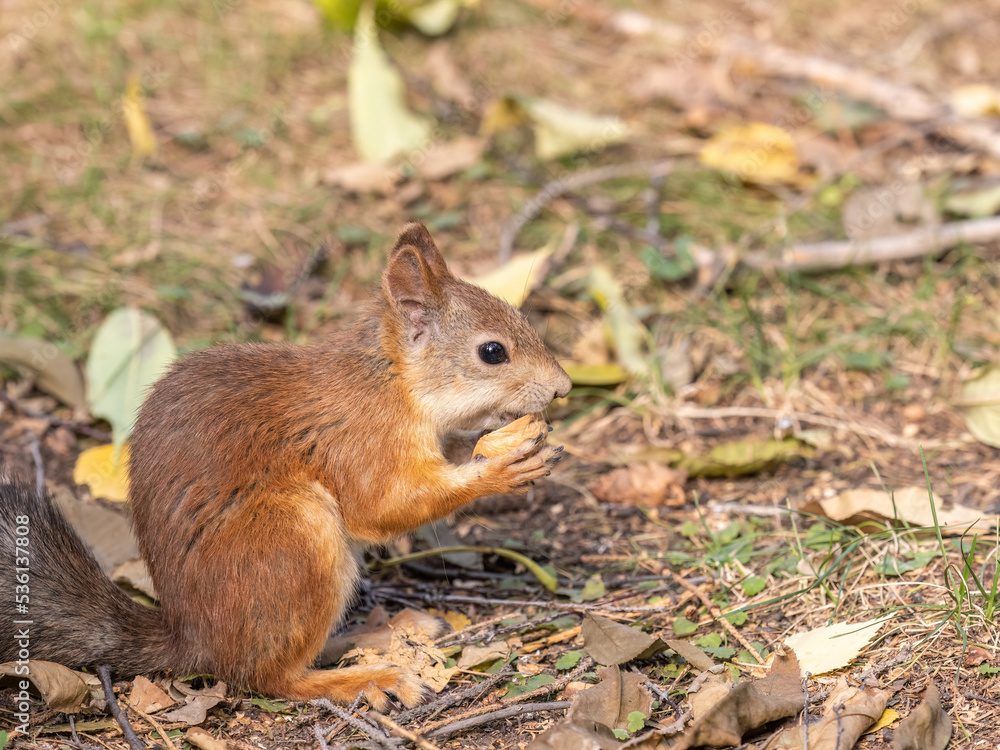 Autumn squirrel with nut sits on green grass with fallen yellow leaves Autumn squirrel with nut sits on green grass with fallen yellow leaves
