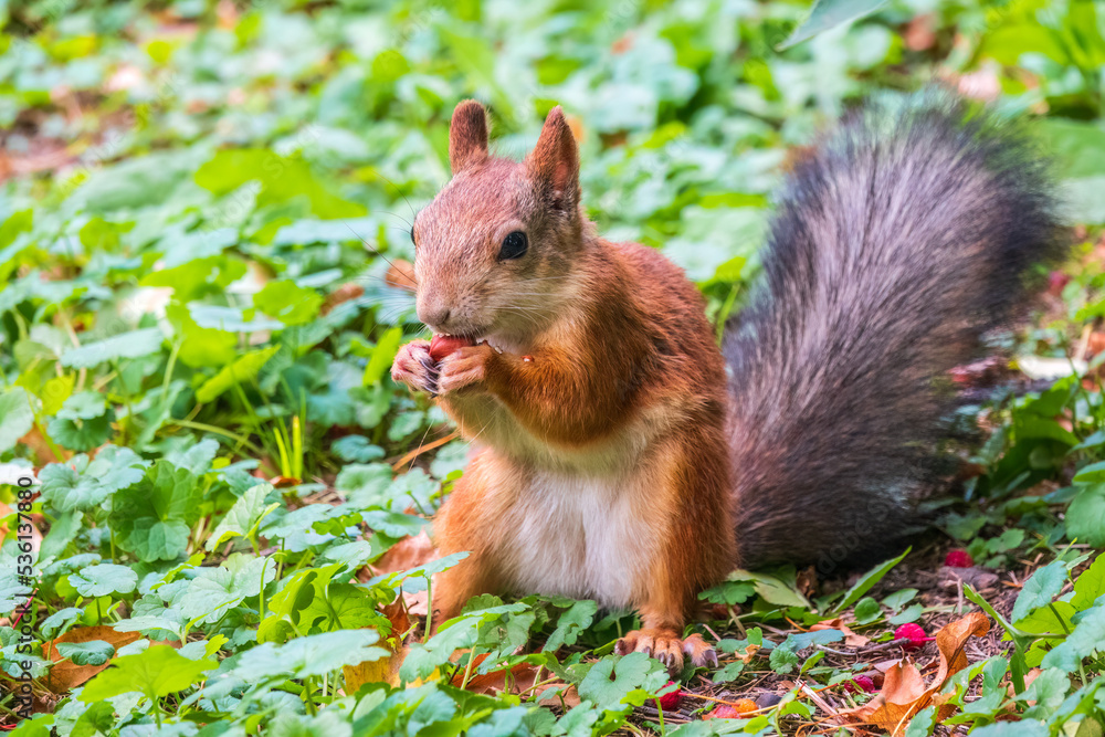 Autumn squirrel with nut sits on green grass with fallen yellow leaves Autumn squirrel with nut sits on green grass with fallen yellow leaves