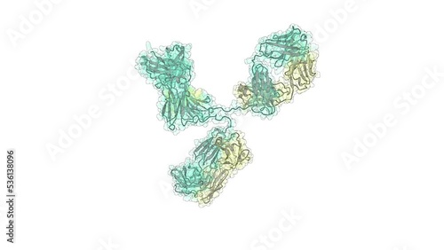 Scientifically accurate 3D model of an IgG class antibody molecule. Antibodies are produced by our immune system to fight bacterial and viral infections. photo