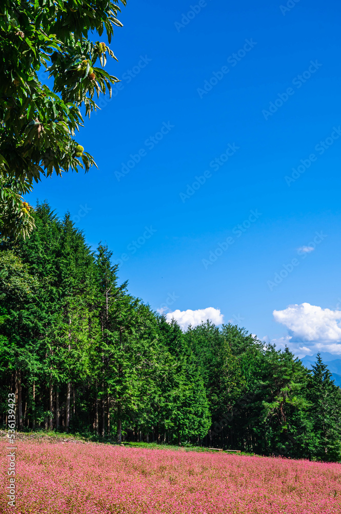 Obraz premium 赤そば畑と栗の木