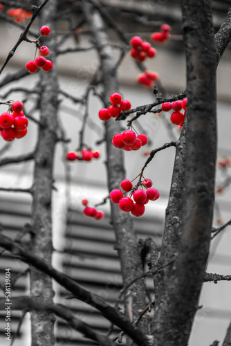 Close up shot of red winterberries on bare twigs photo