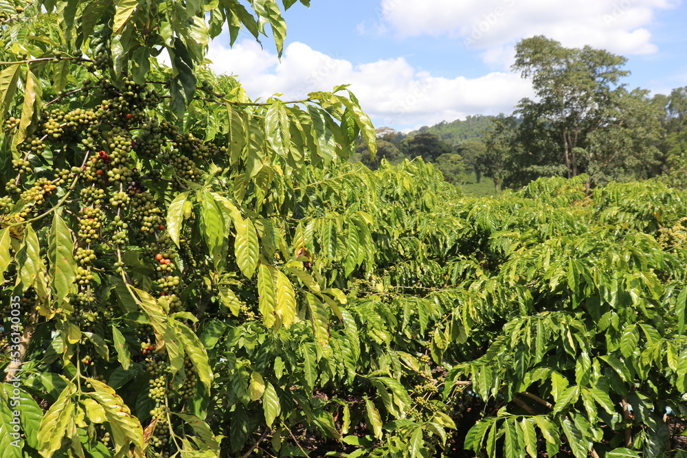 Fresh red arabica coffee berries on the tree at the coffee farm Fresh red arabica coffee berries on the tree at the coffee farm