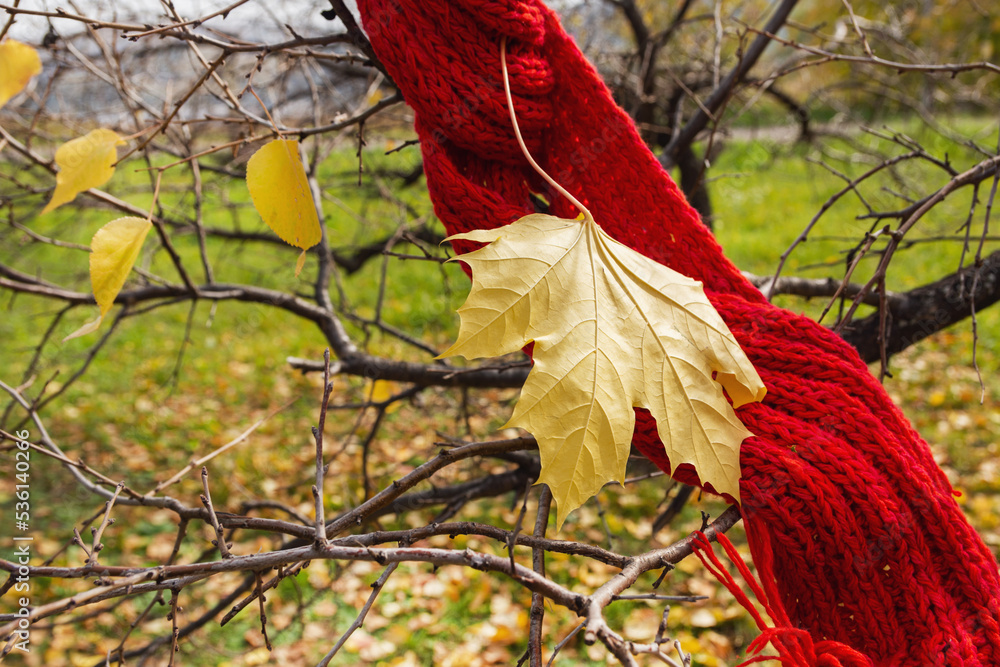 Maple yellow leaf and red knitted scarf on a tree in the autumn forest. Autumn concept Maple yellow leaf and red knitted scarf on a tree in the autumn forest. Autumn concept