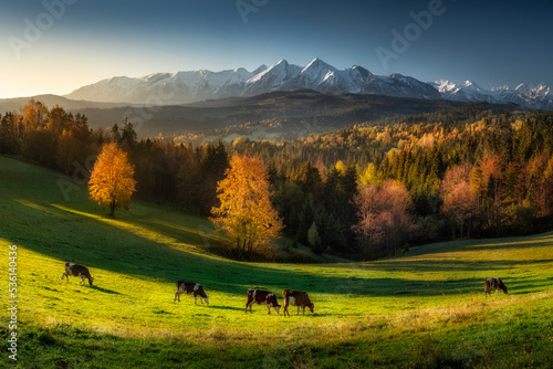 Autumn, a view of the snow-capped Tatra Mountains, a panorama of the mountains and colorful trees from the Nad Łapszanka Pass, Poland. Jesień, widok na ośnieżone Tatry, panoramę gór i kolorowe drzewa.