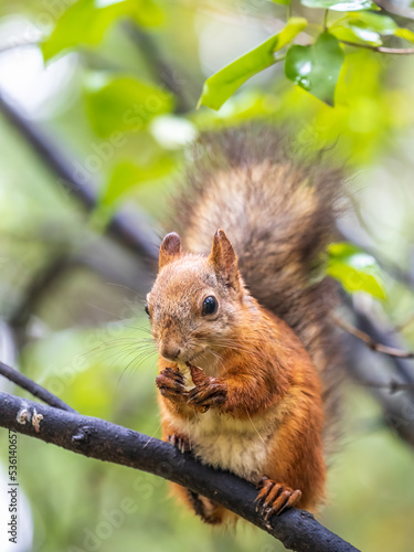 The squirrel with nut sits on tree in the autumn. Eurasian red squirrel  Sciurus vulgaris.